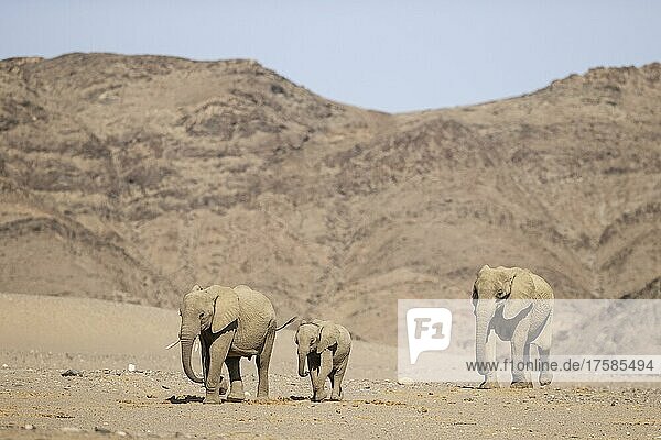 Afrikanischer Elefant (Loxodonta africana)  sogenannter Wüstenelefant  Kuh mit zwei unterschiedlich alten Kälbern  die eine Wüstenebene durchqueren  während sie sich auf ein Wasserloch zubewegen  in der Nähe des Hoanib-Flusses  Damaraland  Kunene-Region  Namibia  Afrika