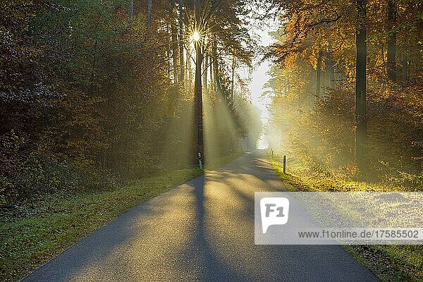 Straße im bunten Wald mit Sonne und Sonnenstrahlen im Herbst  Odenwald  Hessen  Deutschland  Europa