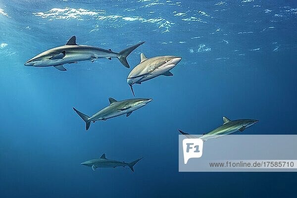 Schwarm  Seidenhai (Carcharhinus falciformis) schwimmt im Blau  Nationalpark Jardines de la Reina  Karibisches Meer  Republik Kuba  Karibik
