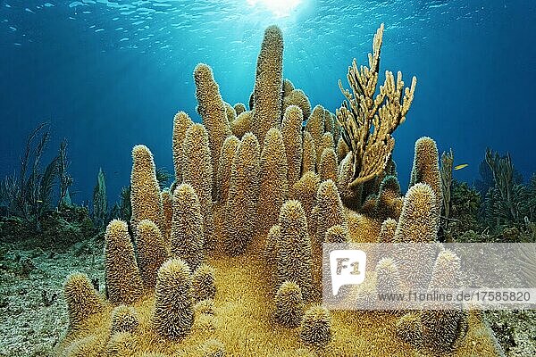 Pillar coral (Dendrogyra cylindrus) in the backlight of the sun  Jardines de la Reina National Park  Caribbean Sea  Camagüey and Ciego de Ávila Province  Republic of Cuba  Caribbean Sea