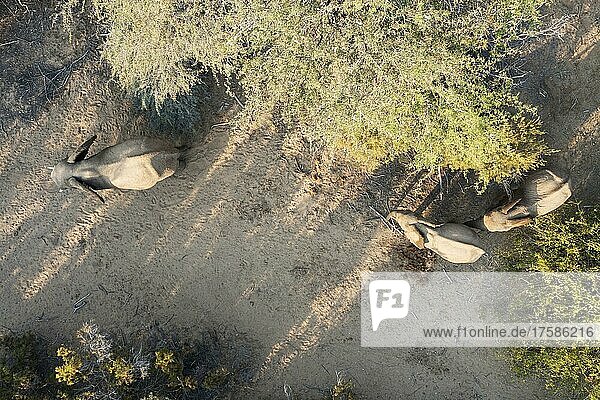 Afrikanischer Elefant (Loxodonta africana)  sogenannter Wüstenelefant  in der Nähe des trockenen Flussbettes des Hoarusib  Luftaufnahme  Drohnenaufnahme  Kaokoland  Kunene Region  Namibia  Afrika