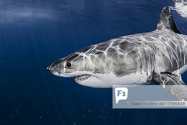 Mexico  Guadalupe Island  Great white shark in sea