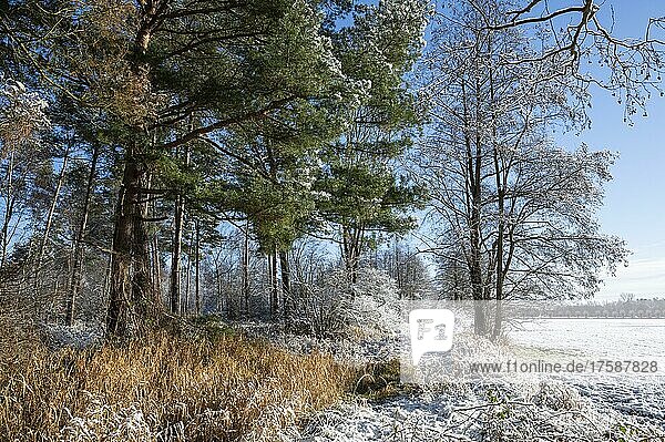 Snow  forest edge in winter  Barnbruch nature reserve  Barnbruchswiesen and Ilkerbruch  Lower Saxony  Germany  Europe