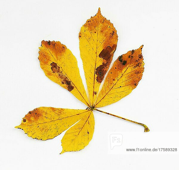 Herbstfarbiges Kastanienblatt (Castanea)  weißer Hintergrund  Studioaufnahme