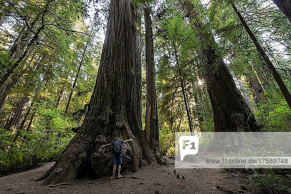 Young man hugging a redwood  coast redwoods (Sequoia sempervirens)  forest with ferns and dense vegetation  sunstar  Jedediah Smith Redwoods State Park  Simpson-Reed Trail  California  USA  North America