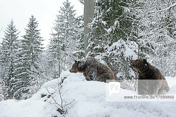 Brown bear (Ursus arctos)  snow  Bavarian Forest National Park  Bavaria  Germany  Captive  Europe