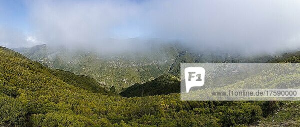 Schlucht mit Nebel und Ginster auf der kargen Hochebene von Paul da Serra  Madeira  Portugal  Europa