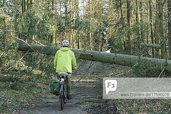 Frau macht Radtour mit dem E-Bike durch den Wald nach einem Sturm  ein umgefallener Baum versperrt den Weg  Lüneburg  Niedersachsen  Deutschland  Europa
