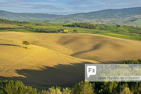 Italy  Province of Siena  Springtime fields in Val dOrcia