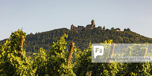 France  Alsace  Orschwiller  Summer vineyard with Chateau du Haut-Koenigsbourg in background