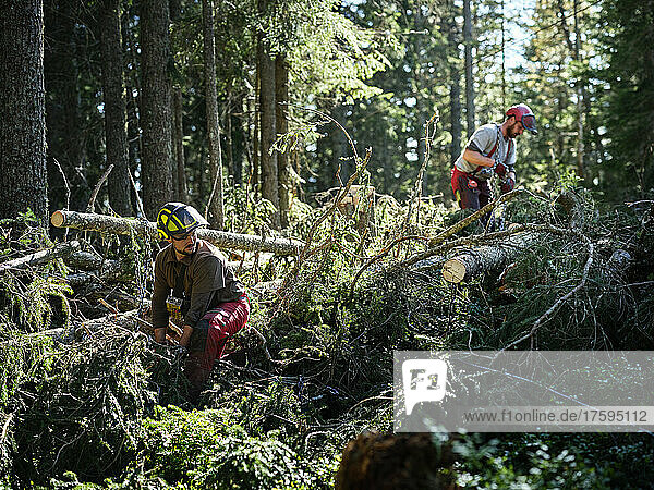 Lumberjacks working in green forest