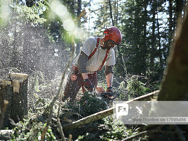 Young logger cutting tree with electric saw in forest