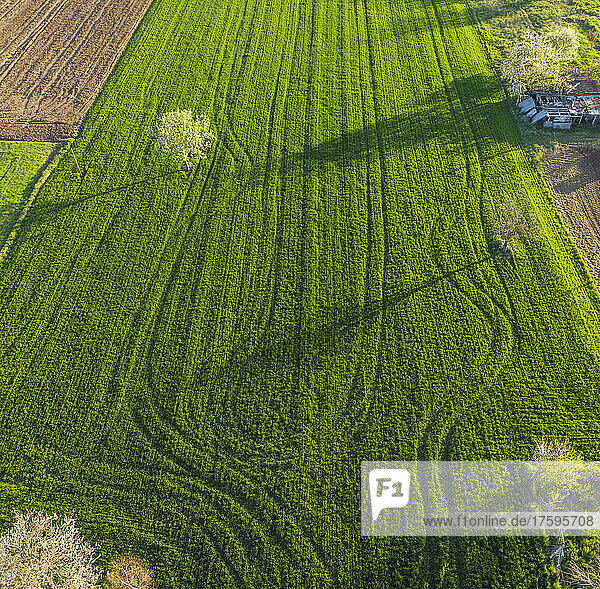 Drone view of green field covered in tire tracks