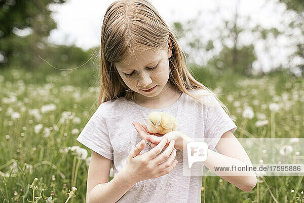 Girl holding baby chicken in field of dandelions