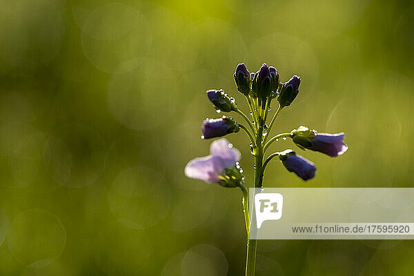 Wet Cardamine pratensis flower on sunny day