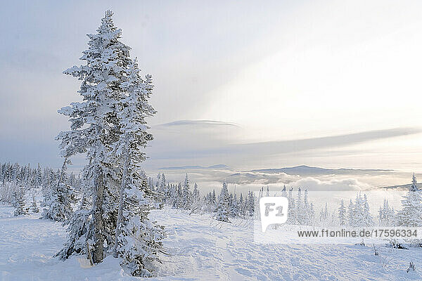 Snow covered pine trees and landscape at Sheregesh  Russia