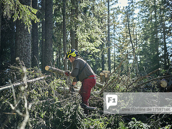 Forester working in green forest