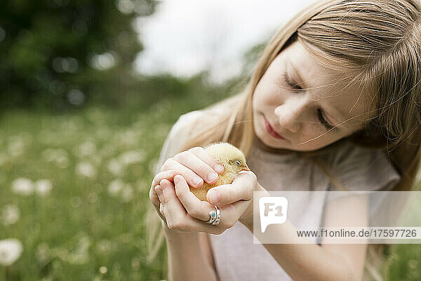 Cute girl holding baby chicken in field of dandelions