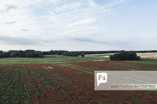 Drone view of vast poppy field in spring