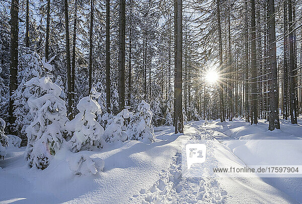 Sunbeam through tree trunks at snow covered Harz National Park in winter  Wernigerode  Saxony-Anhalt  Germany