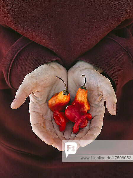 Woman with hands cupped holding fresh red chilies