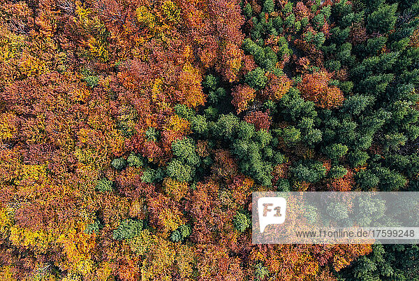 View of multi colored forest in autumn  Salzkammergut  Upper Austria  Austria
