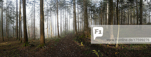 Coniferous forest at foggy morning