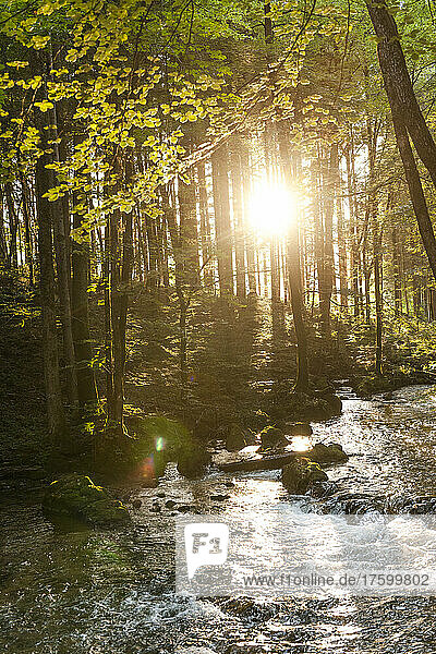 Setting sun illuminating forest stream in summer