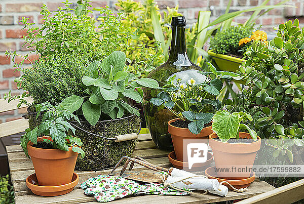 Green potted herbs cultivated on balcony table