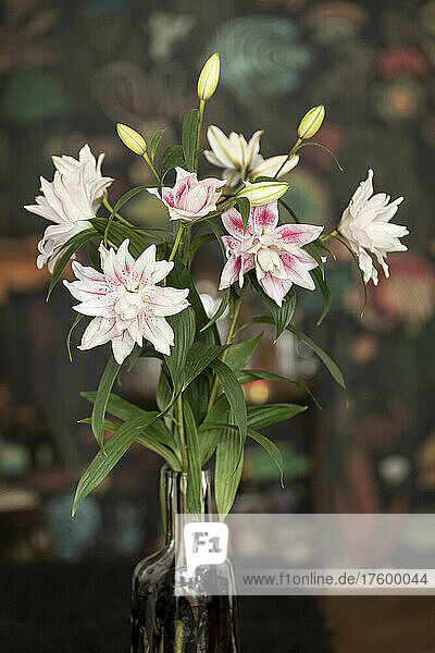 Blooming and budding Elodie lilies in vase