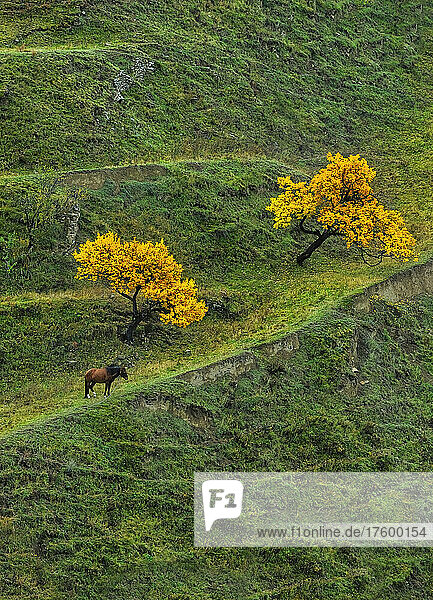 Horse grazing on terrace field at North Caucasus  Dagestan  Russia