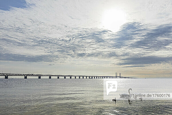 Adult swan swimming with cygnets near shore of Sound strait withÂ OresundÂ Bridge in background