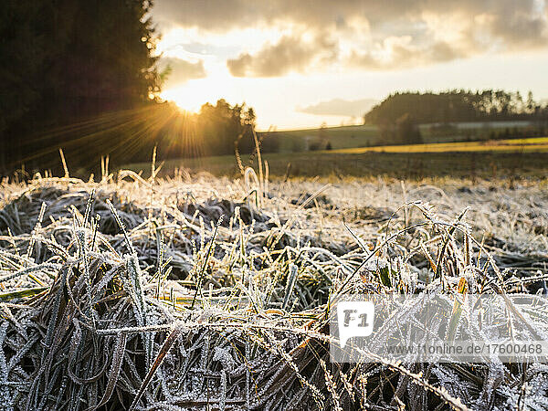 Frosted grass at winter sunset