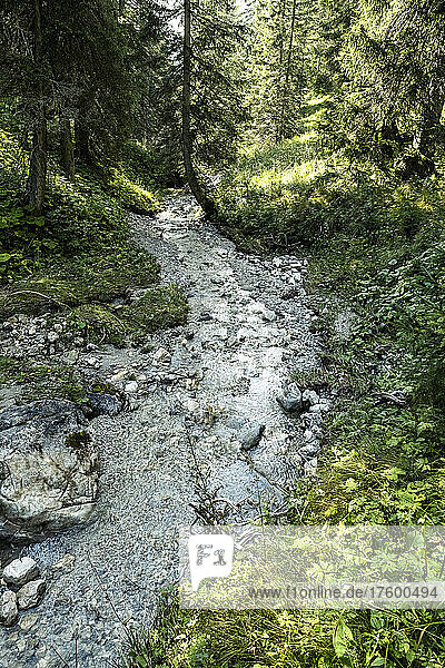 Small forest stream inÂ MiemingÂ Range during summer