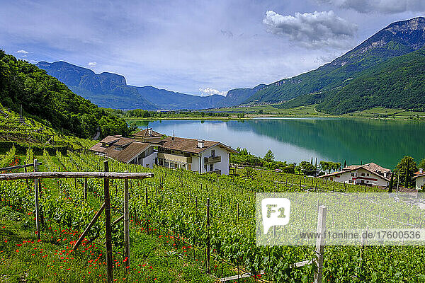 Italy  South Tyrol  Campi al Lago  Summer vineyard with Lake Kaltern in background