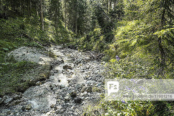 Kleiner Waldbach in der Mieminger Bergkette im Sommer