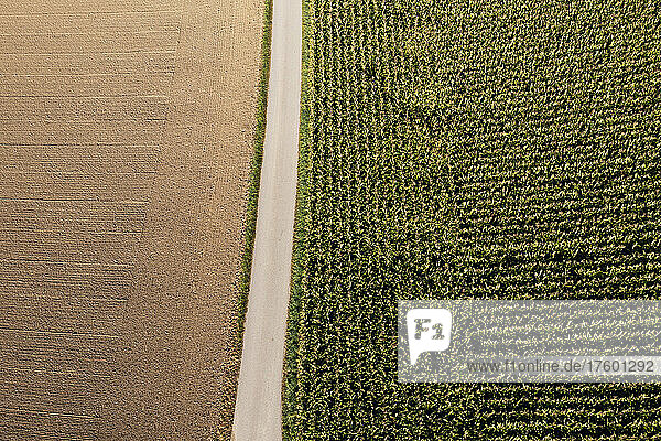 Drone view of country road separating harvested field and corn field