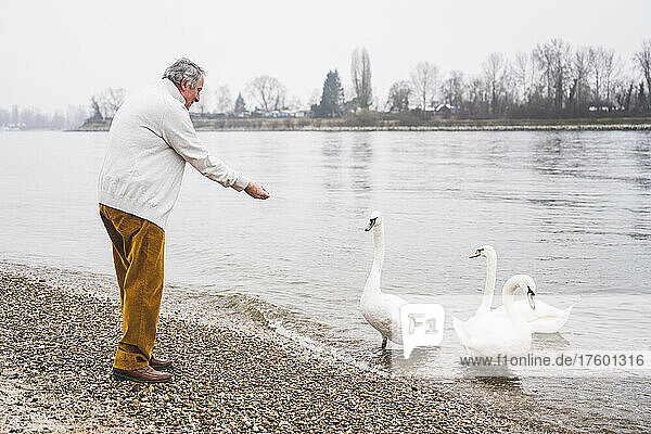 Senior man feeding swans at beach