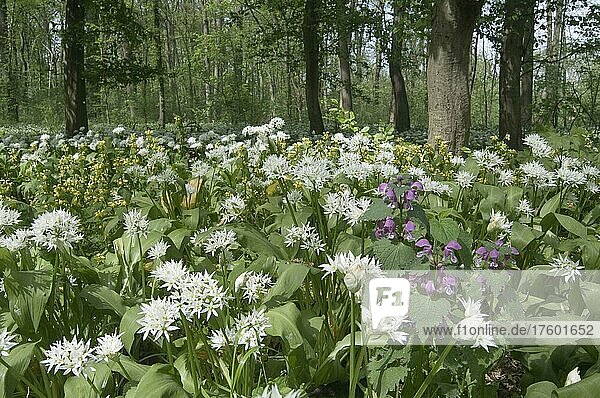 Massenbestand von Bärlauch (Allium ursinum)  Auwald Leipzig  Sachsen  Deutschland  Europa