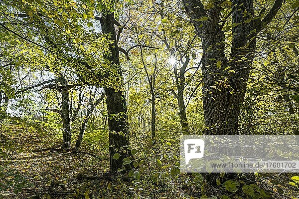 Near-natural mixed deciduous forest in autumn with sun star  Hainich National Park  Thuringia  Germany  Europe
