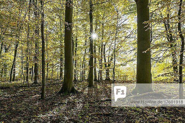 Rotbuchenwald,  Rotbuche (Fagus sylvatica) im Herbst,  mit Sonnenstern,  Nationalpark Hainich,  Thüringen,  Deutschland,  Europa