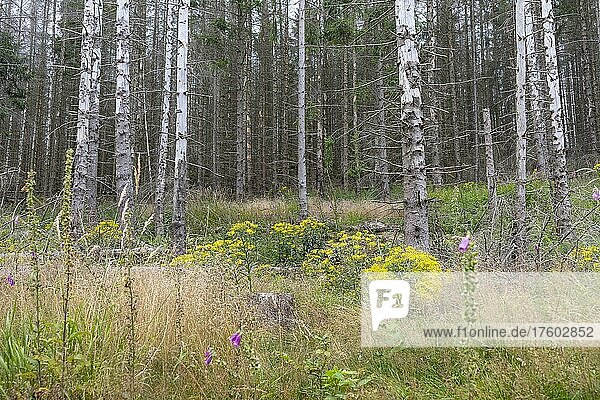 Gelb blühendes Greiskraut (Senecio) zwischen abgestorbenen Bäumen  Waldsterben im Nationalpark Harz  Sachsen-Anhalt  Deutschland  Europa
