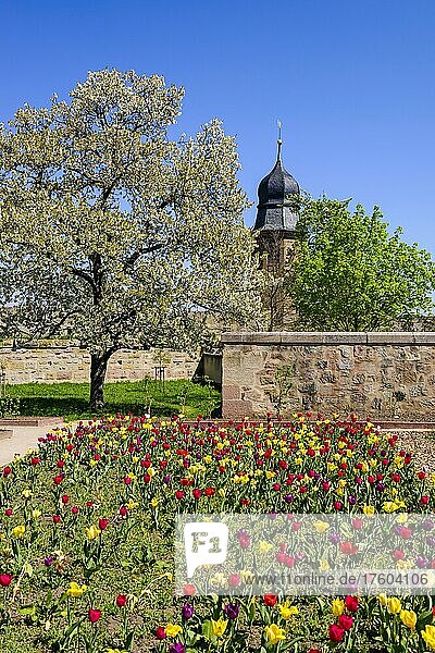 Garten im Burghof vor dem Turm der Markgrafenkirche  Cadolzburg  Mittelfranken  Franken  Bayern  Deutschland  Europa