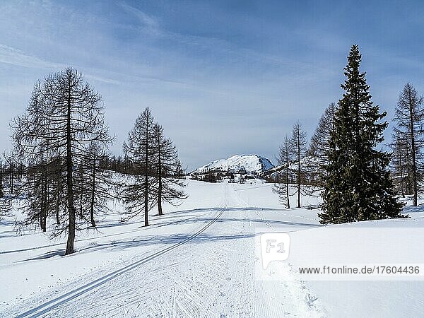 Winter landscape  cross-country ski trail  barren trees and snow-covered mountain peaks  Tauplitzalm  Styria  Austria  Europe