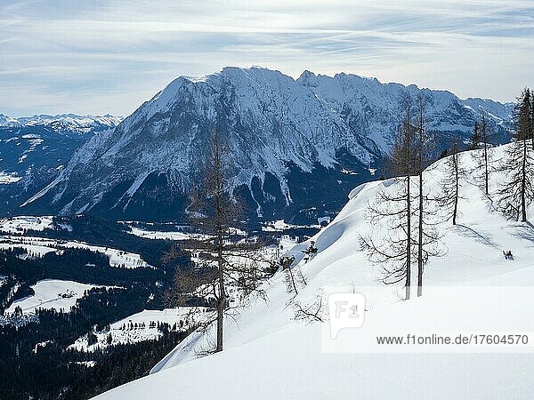 Winterlandschaft  karge Bäume und verschneite Berggipfel  Aussicht auf den Grimming  Tauplitzalm  Steiermark  Österreich  Europa