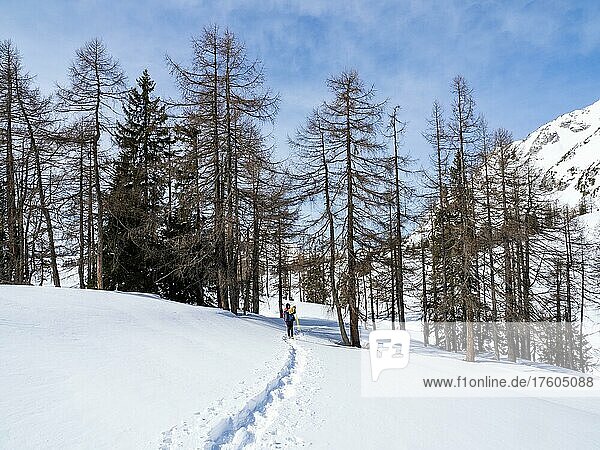 Snowshoe hiker in winter landscape  Tauplitzalm  Styria  Austria  Europe