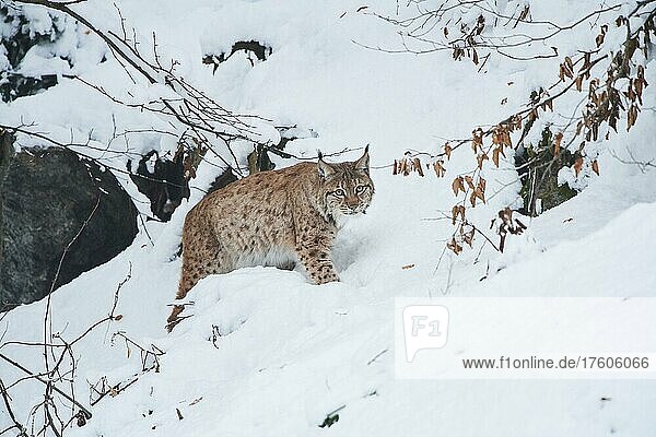 Europäischer Luchs (Lynx lynx) in einem verschneiten Wald im Winter  Nationalpark Bayerischer Wald  Bayern  Deutschland  Europa