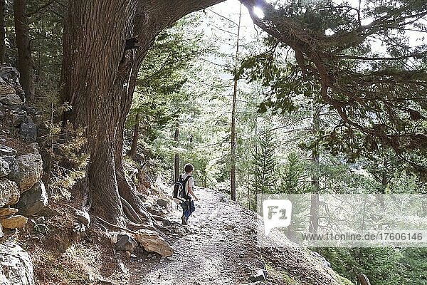 Spring in Crete  big tree  young hiker  hiking trail  forest  backlight  Samaria Gorge  West Crete  island of Crete  Greece  Europe