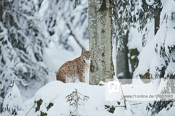 European lynx (Lynx lynx) in a snowy forest in winter  National Park Bavarian Forest  Bavaria  Germany  Europe