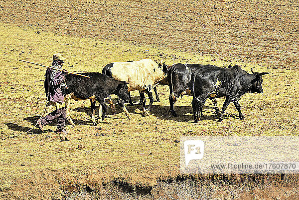 Cattle herder moving cattle across arid farmland; Ethiopia